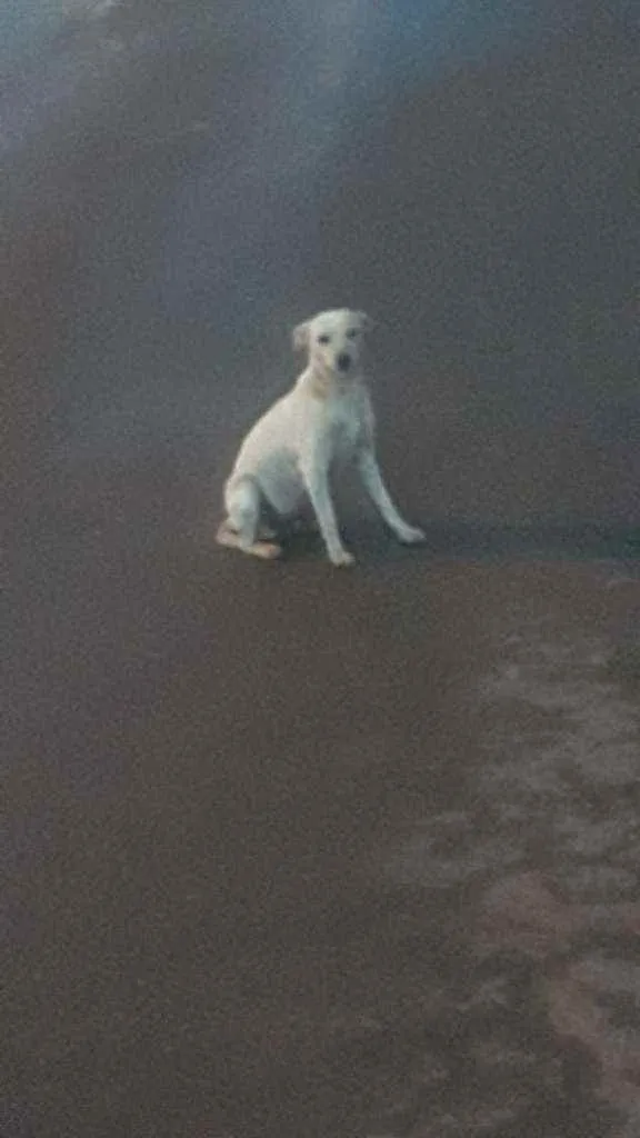Cachorro ra a SRD idade 2 anos nome Branquinha