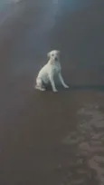 Branquinha