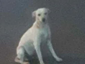 Cachorro raça SRD idade 2 anos nome Branquinha
