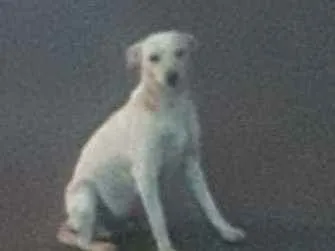 Cachorro ra a SRD idade 2 anos nome Branquinha