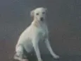 Branquinha