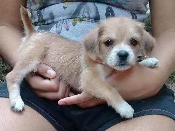 Cachorro ra a Chitsu com SRD  idade  nome Kiara
