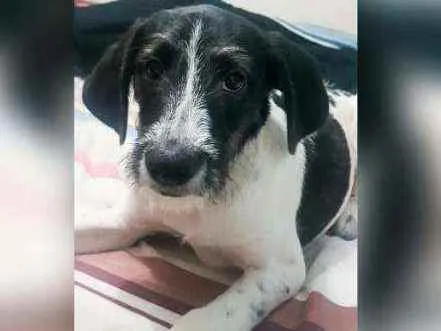 Cachorro ra a viralata idade 2 anos nome Cisco