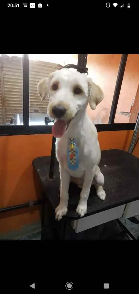 Cachorro ra a Poodle idade 2 a 6 meses nome Beethoven