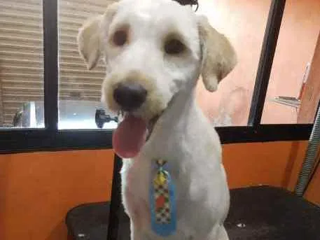 Cachorro ra a Poodle idade 2 a 6 meses nome Beethoven