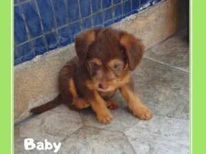 Cachorro raça Srd  idade Abaixo de 2 meses nome Baby