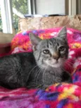 Artemis