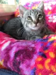 Artemis