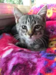 Artemis