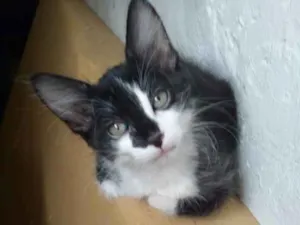 Gato raça SRD idade 2 a 6 meses nome Pietro