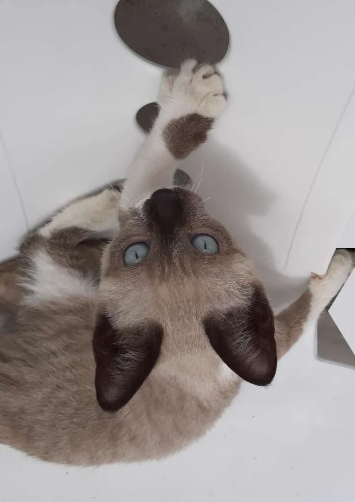 Gato raça Siamês idade 2 a 6 meses nome Hanna