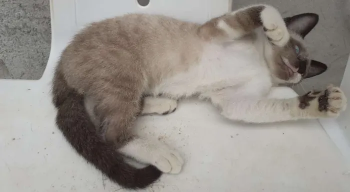 Gato raça Siamês idade 2 a 6 meses nome Hanna