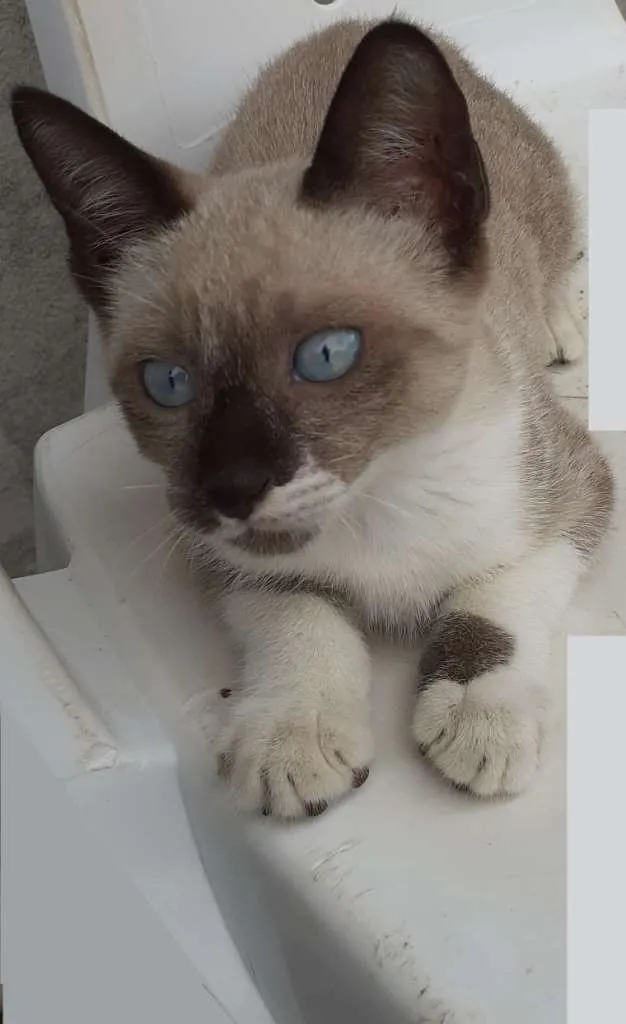 Gato raça Siamês idade 2 a 6 meses nome Hanna