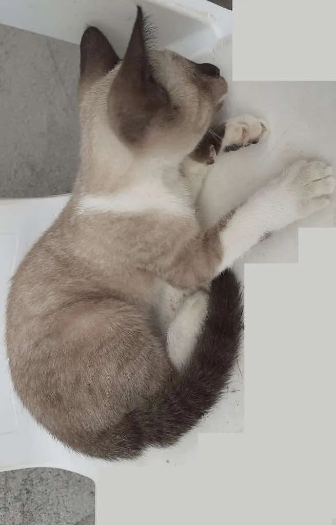 Gato raça Siamês idade 2 a 6 meses nome Hanna
