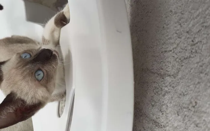 Gato raça Siamês idade 2 a 6 meses nome Hanna