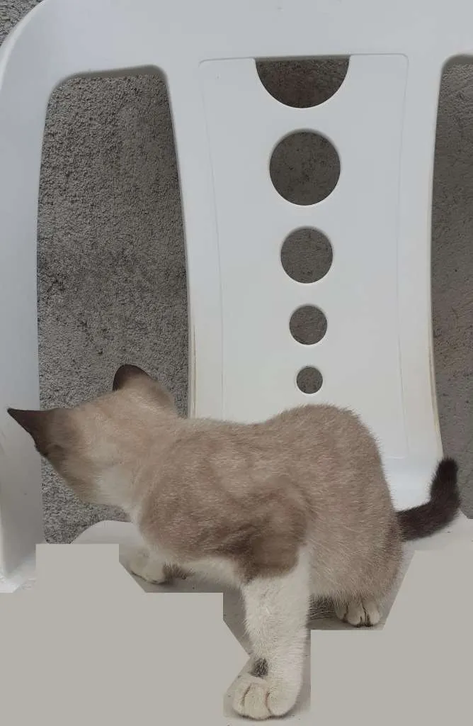 Gato raça Siamês idade 2 a 6 meses nome Hanna