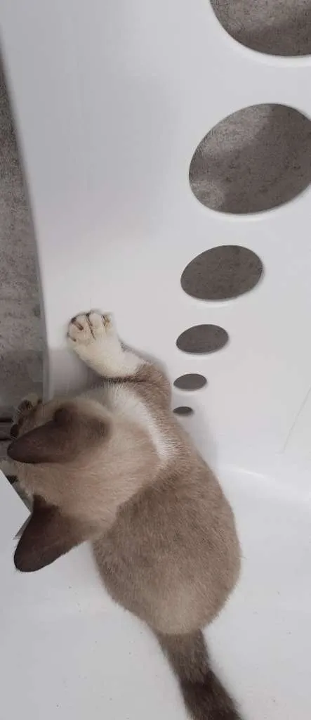 Gato raça Siamês idade 2 a 6 meses nome Hanna