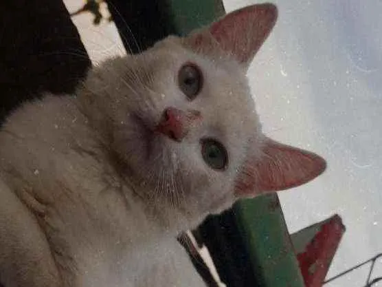 Gato raça  idade 2 a 6 meses nome SEM NOME