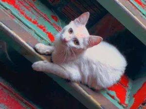 Gato raça  idade 2 a 6 meses nome SEM NOME