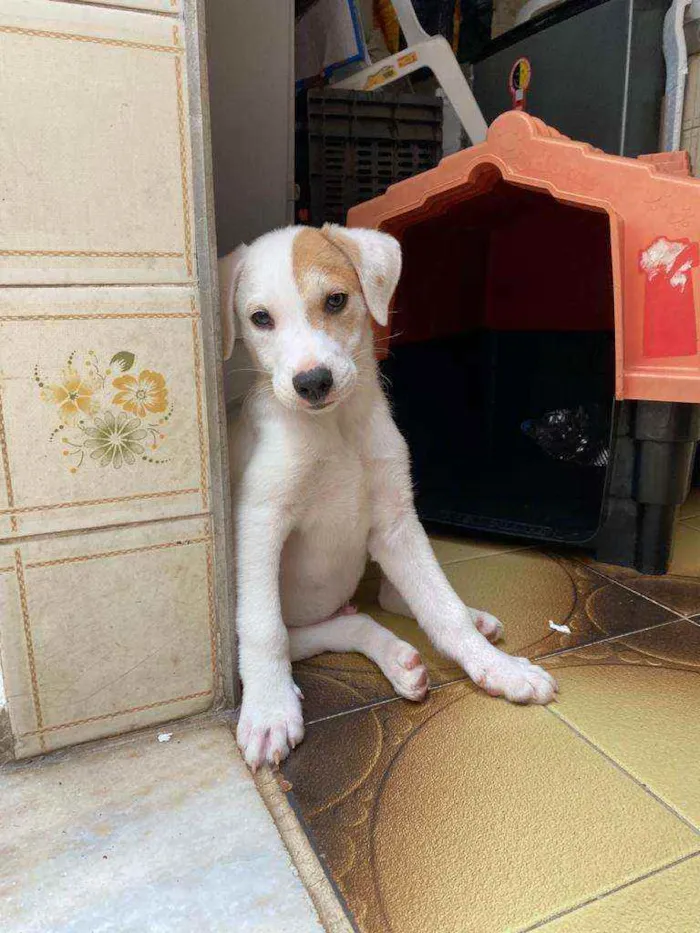 Cachorro ra a SRD  idade 2 a 6 meses nome Logan