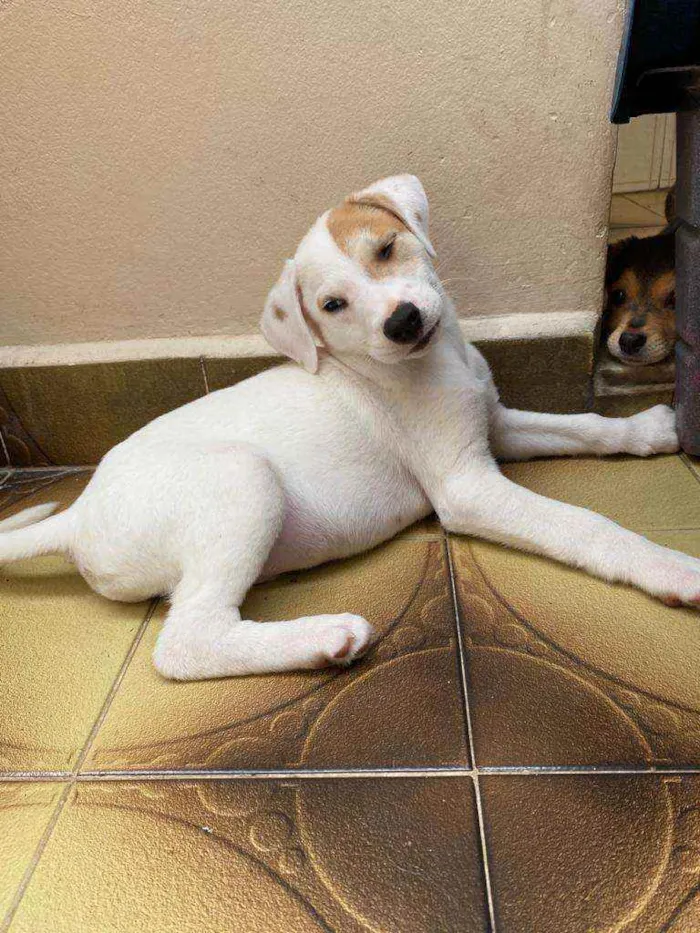 Cachorro ra a SRD  idade 2 a 6 meses nome Logan