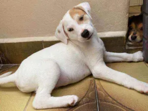 Cachorro raça SRD  idade 2 a 6 meses nome Logan