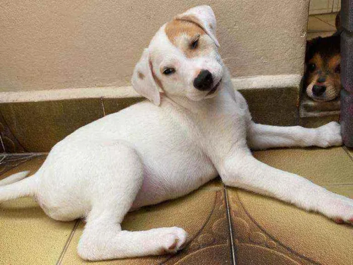 Cachorro ra a SRD  idade 2 a 6 meses nome Logan