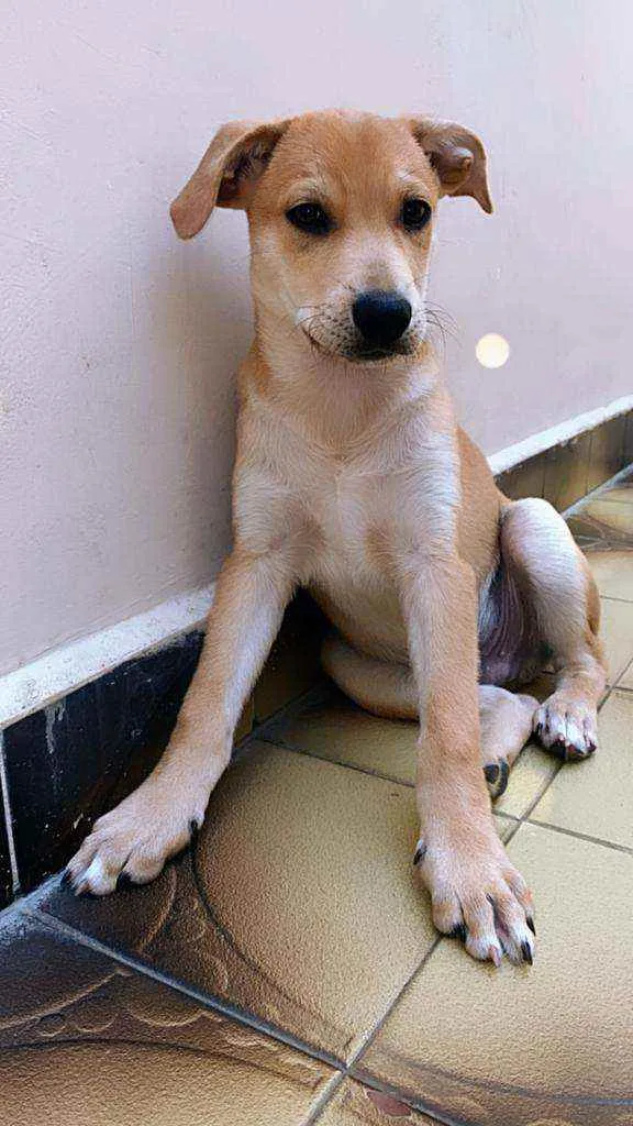 Cachorro ra a SRD  idade 2 a 6 meses nome Aslan