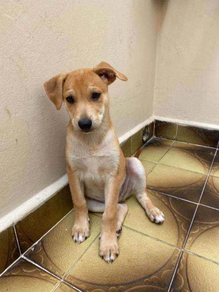 Cachorro ra a SRD  idade 2 a 6 meses nome Aslan