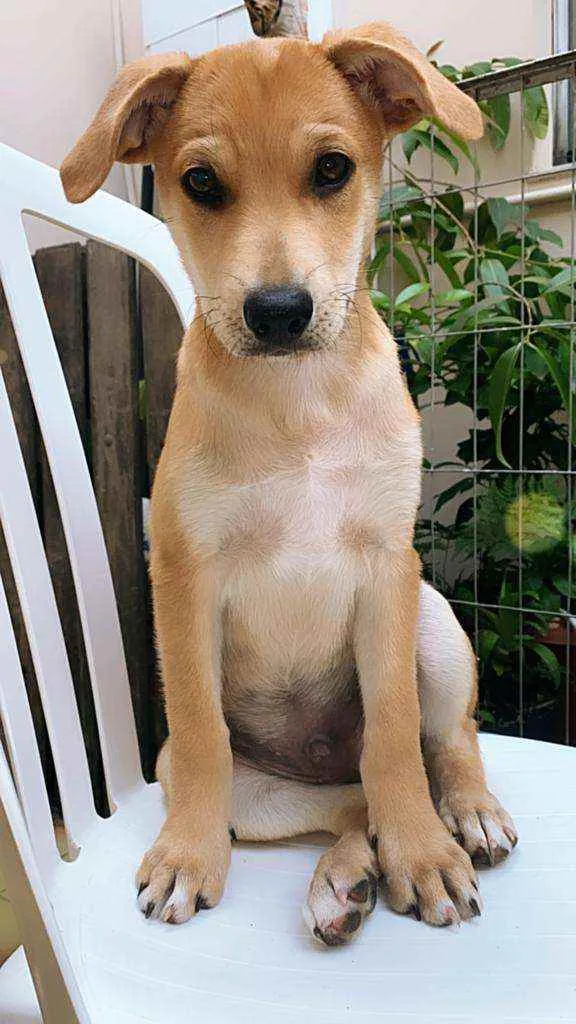 Cachorro ra a SRD  idade 2 a 6 meses nome Aslan