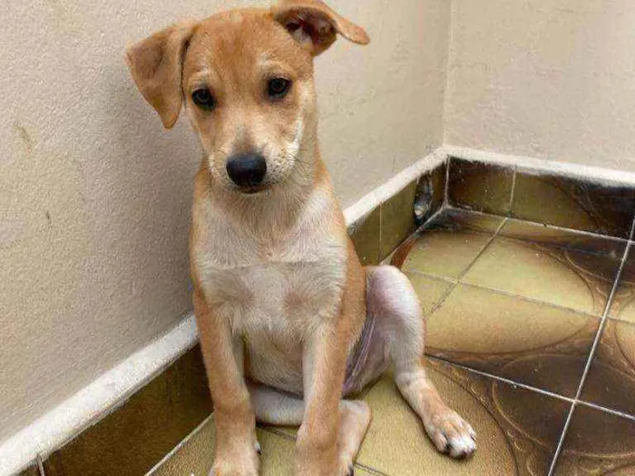 Cachorro ra a SRD  idade 2 a 6 meses nome Aslan