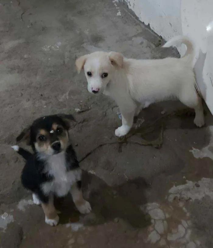 Cachorro ra a Labrador com viralata  idade Abaixo de 2 meses nome Cãozinhos 