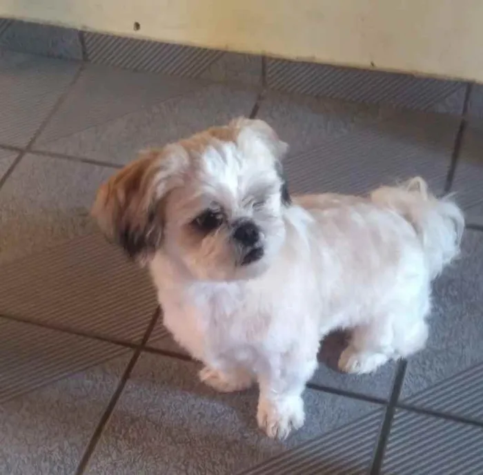 Cachorro ra a Shitzu idade 1 ano nome Gullit