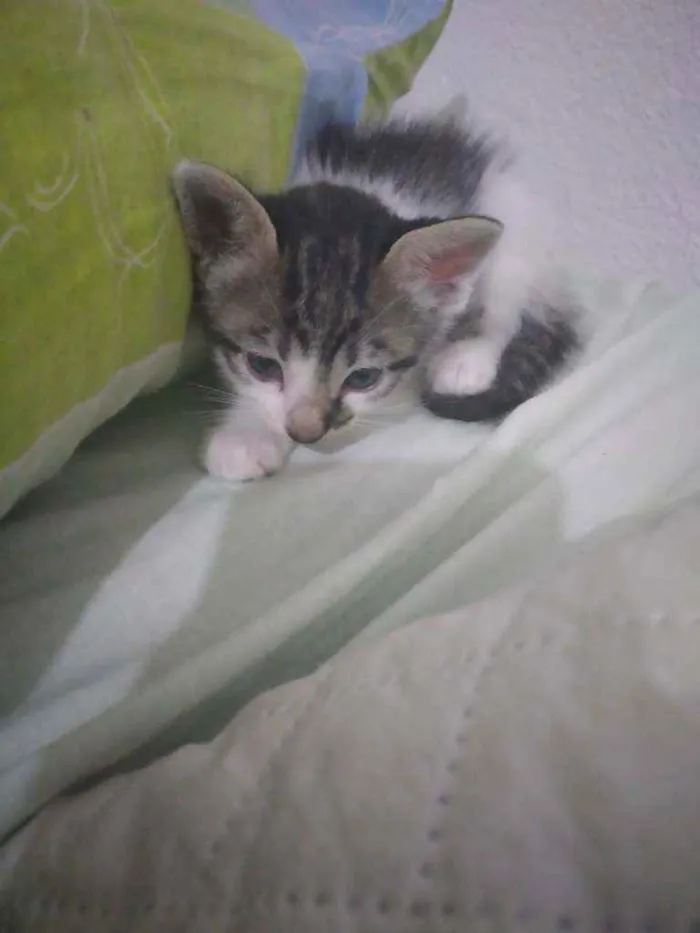 Gato raça sem raça idade Abaixo de 2 meses nome (sem nome)