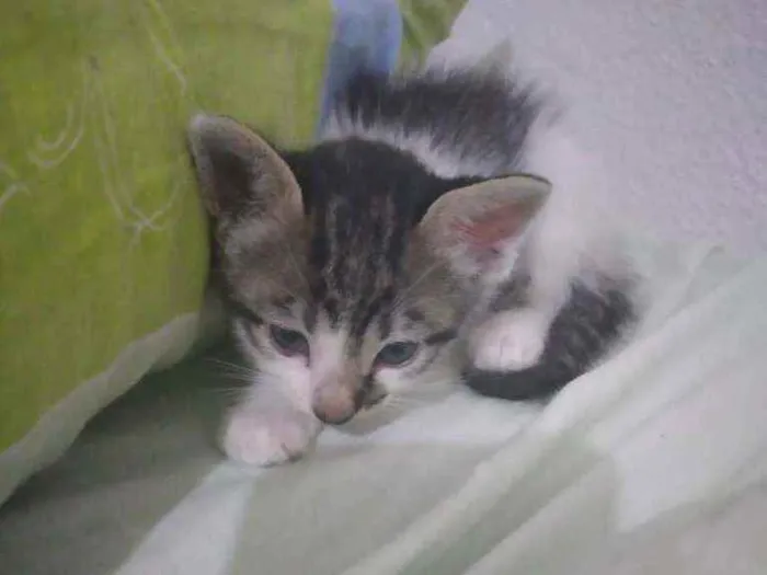 Gato raça sem raça idade Abaixo de 2 meses nome (sem nome)