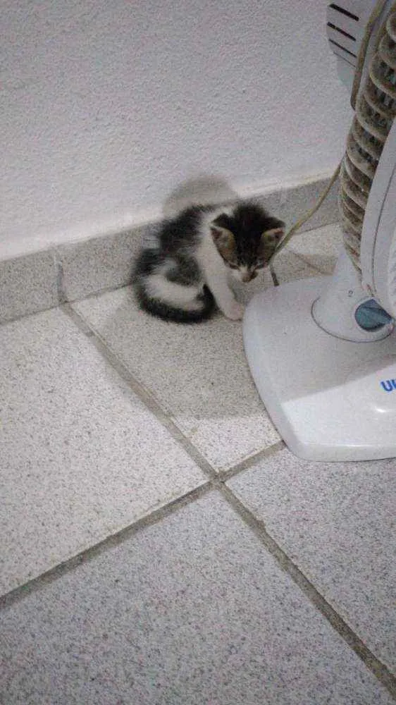 Gato raça sem raça idade Abaixo de 2 meses nome (sem nome)