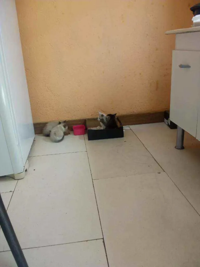 Gato ra a Cianês idade 2 a 6 meses nome Sem nome