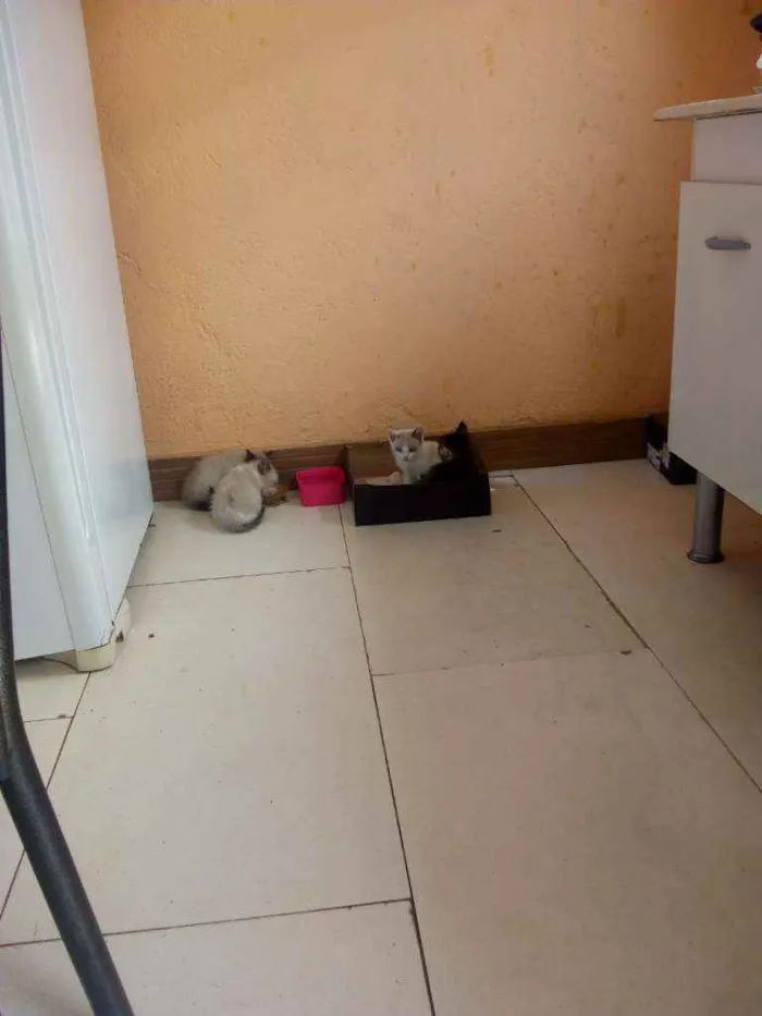 Gato ra a Cianês idade 2 a 6 meses nome Sem nome