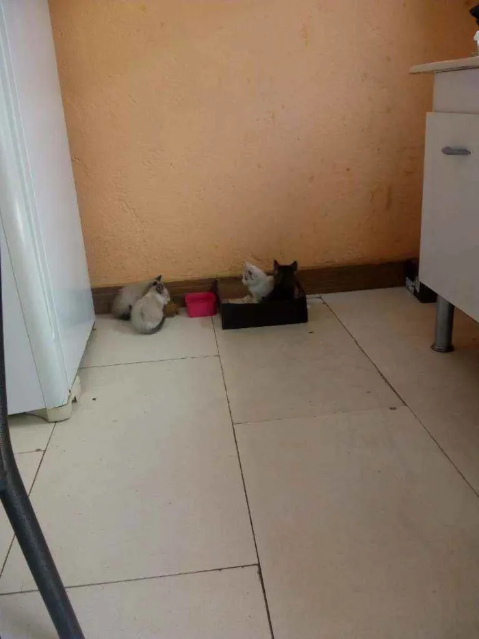 Gato ra a Cianês idade 2 a 6 meses nome Sem nome