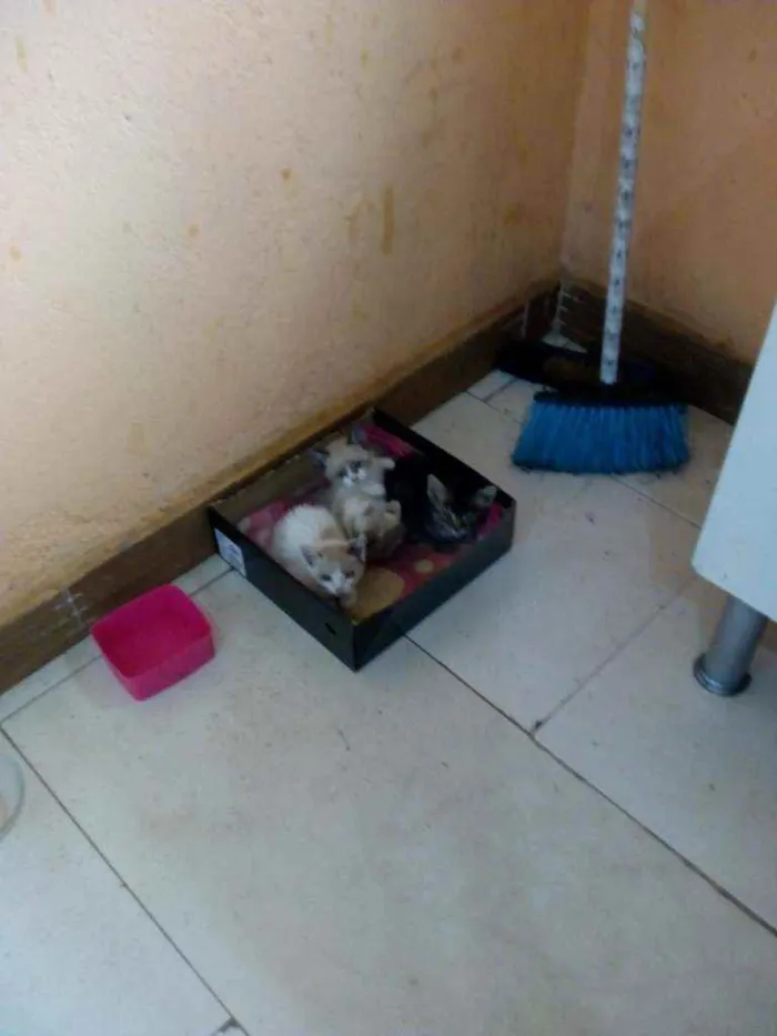 Gato ra a Cianês idade 2 a 6 meses nome Sem nome