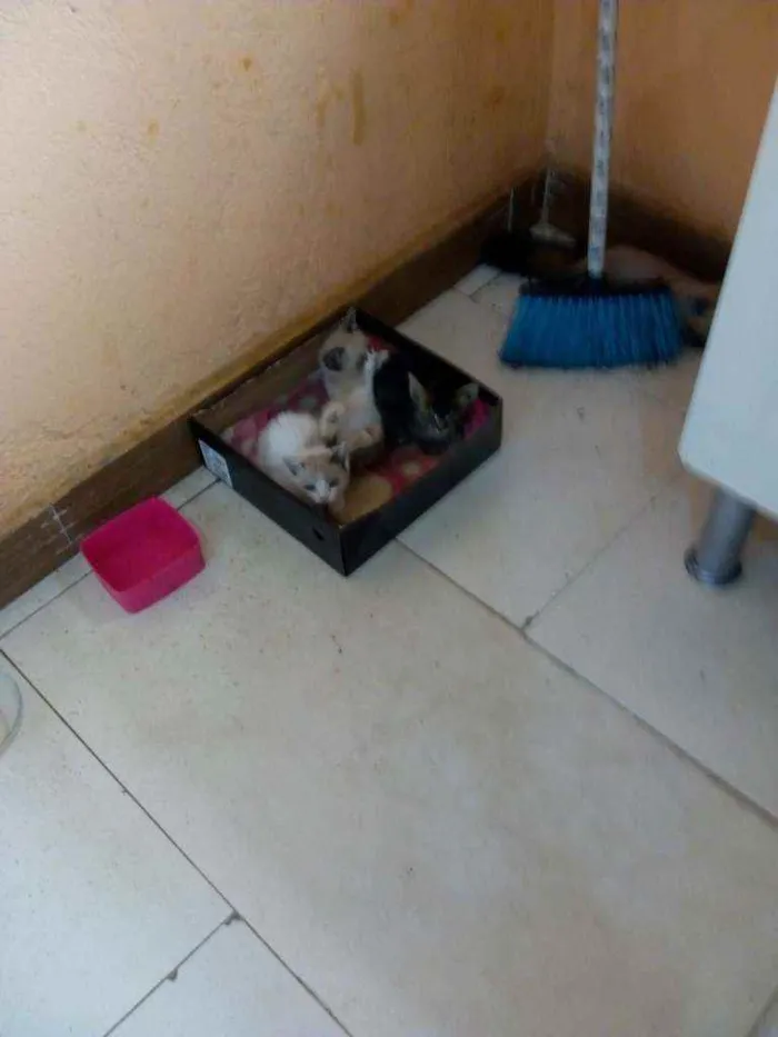 Gato ra a Cianês idade 2 a 6 meses nome Sem nome