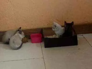 Gato ra a Cianês idade 2 a 6 meses nome Sem nome