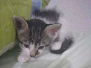 Gato raça sem raça idade Abaixo de 2 meses nome (sem nome)