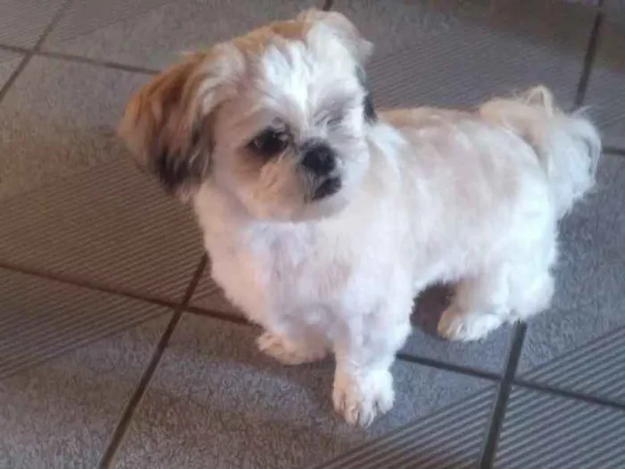 Cachorro ra a Shitzu idade 1 ano nome Gullit