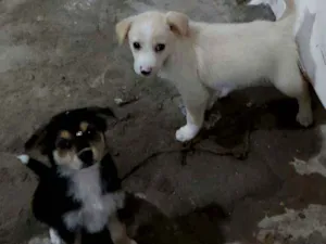 Cachorro raça Labrador com viralata  idade Abaixo de 2 meses nome Cãozinhos 
