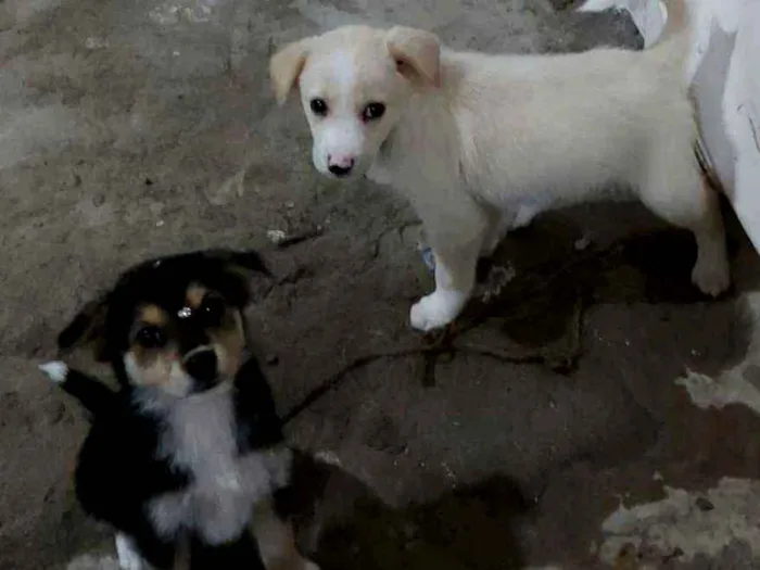 Cachorro ra a Labrador com viralata  idade Abaixo de 2 meses nome Cãozinhos 