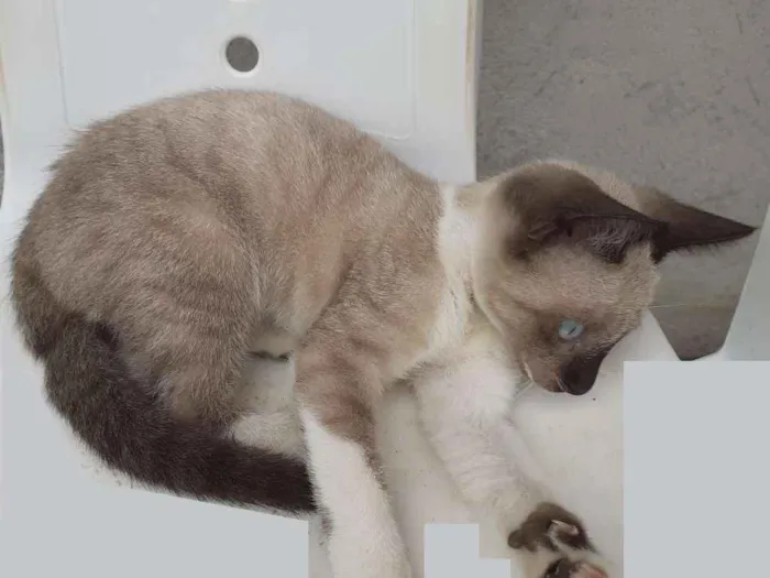 Gato raça Siamês idade 2 a 6 meses nome Hanna