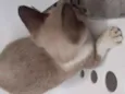 Hanna