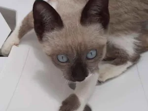 Gato raça Siamês idade 2 a 6 meses nome Hanna