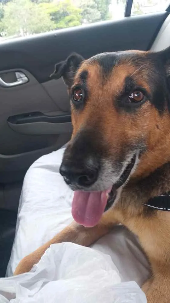 Cachorro ra a Srd idade 5 anos nome Tropeço